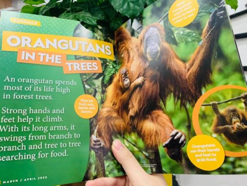 [Sách nhập khẩu] National Geographic Kids Little Kids trọn bộ 18 cuốn